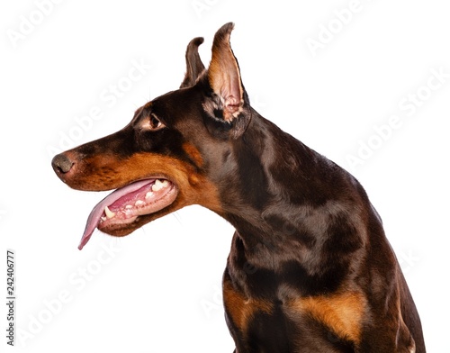 Doberman Dog  Isolated  on White Background in studio