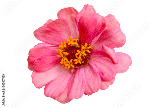 Pink flowers have yellowand red stamens on a white background.Isolated flower picture.