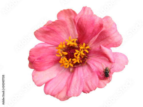 Flowers are pink petals. And beautiful yellow pollen. But there are flies. Feels like a stink
