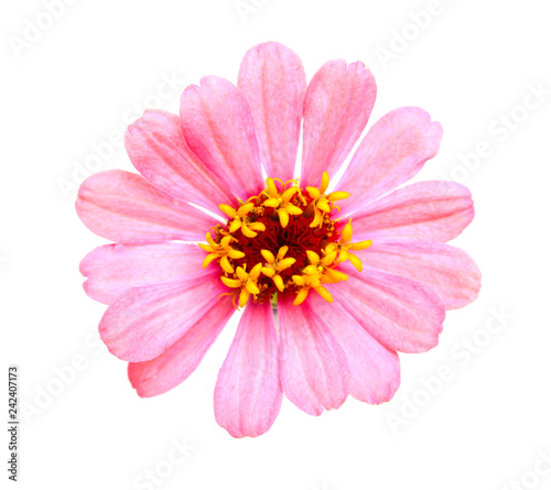 Pink flowers have yellowand red stamens on a white background.Isolated flower picture.