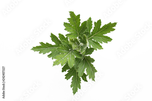 Green leafs on white background. Isolated leaf.