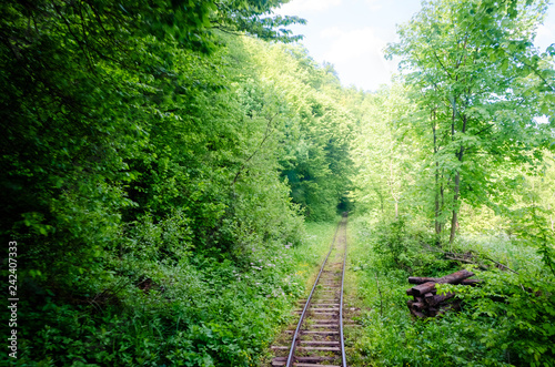 Railroad track winding through forest