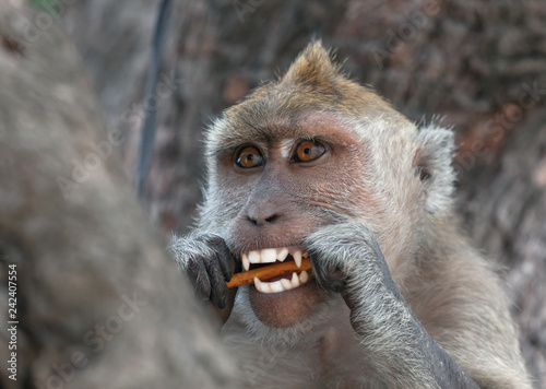 White teeth of wild monkey on a tree with a stick