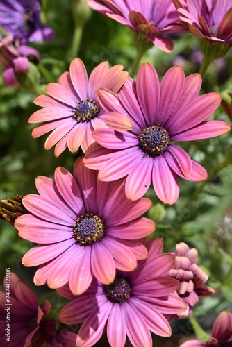 pink daisy flowers in the garden