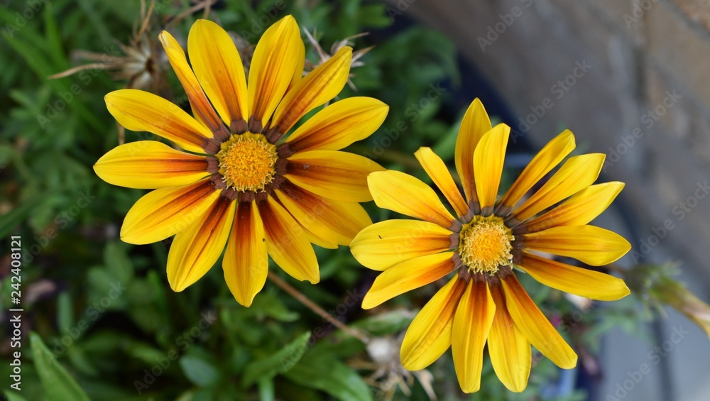 yellow flowers in the garden yellow flowers in the garden