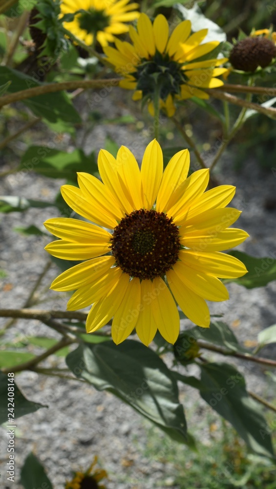 Obraz premium sunflower in field macro
