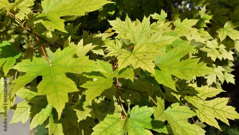 green maple tree leaves branches green maple tree leaves branches