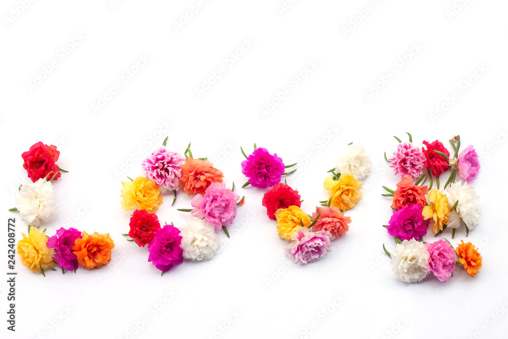 Fototapeta premium Message of LOVE by Portulaca flower isolated on white background.