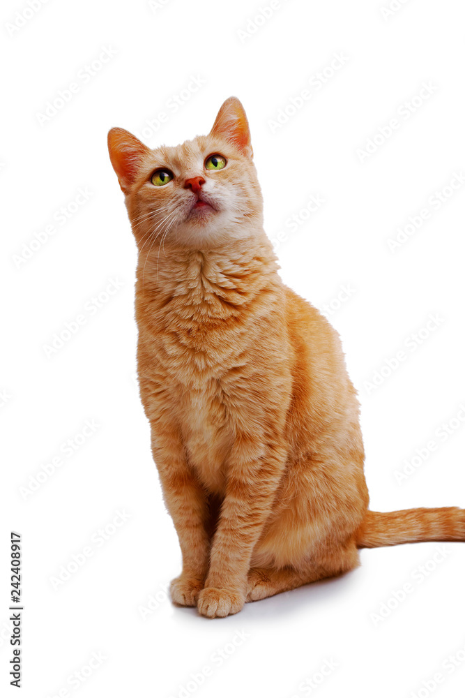 ginger cat sitting and looking up isolated on white background Stock