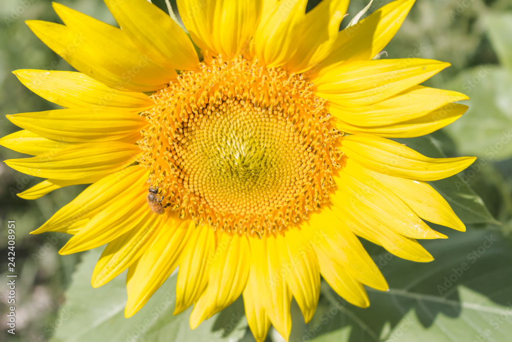 bee on sunflower with sunshine on it