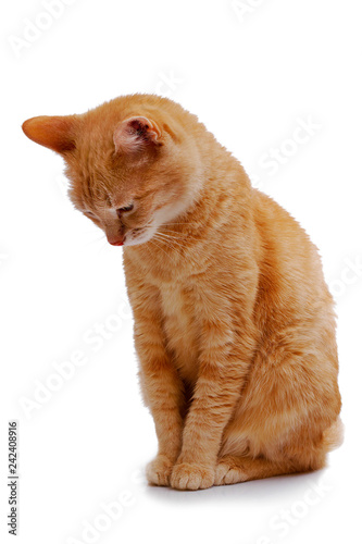 ginger cat sitting and looking down isolated on white background