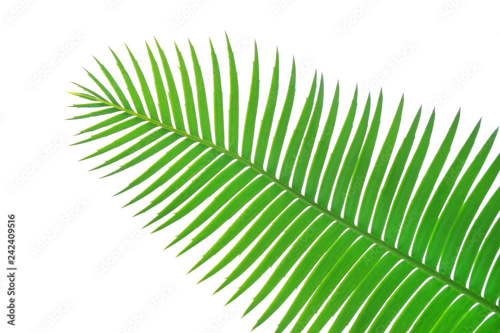 Obraz premium Green leaves of gum palm or giant dioon (Dioon spinulosum Dyer) the tropical cycad palm plant on white
