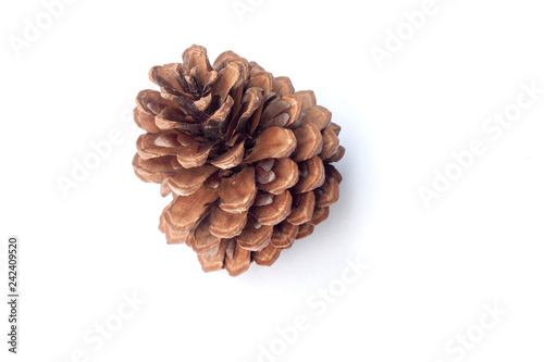 Brown Pine cones isolated on white background.