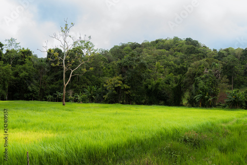 Greenery rice field