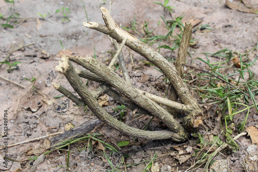 Dry branches are placed on the ground. Dry branches are placed on the ground.