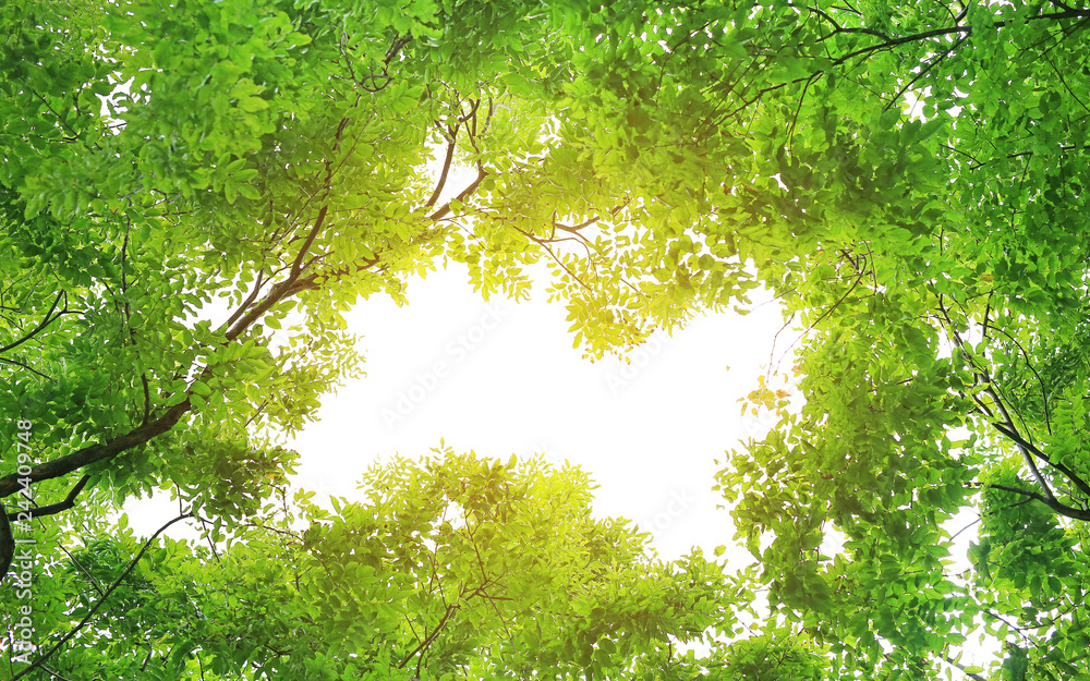 Fototapeta premium Frame of tree leaf with copy space. Leaf with yellow sunlight.