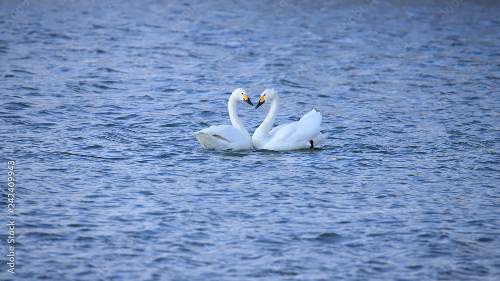 ハクチョウ(16:9) Swans ハクチョウ(16:9) Swans