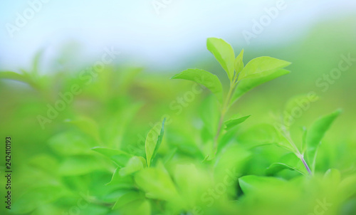 Green tree leaf on blurred background in the park with clean pattern.