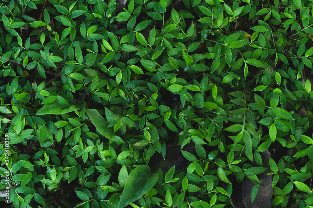 Fern foliage Dark green and cold detail leaf