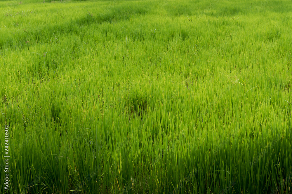 Greenery rice field Greenery rice field