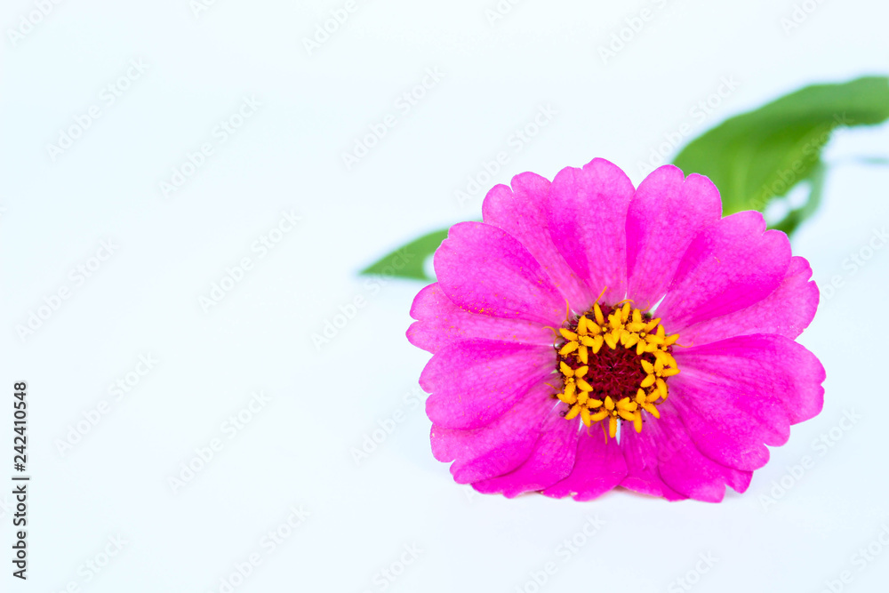 Pink flowers isolated on white background with space for text. Pink flowers isolated on white background with space for text.