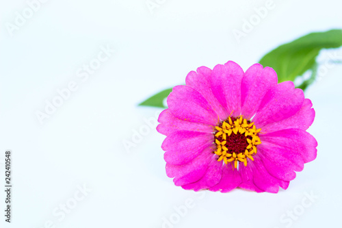 Pink flowers isolated on white background with space for text.