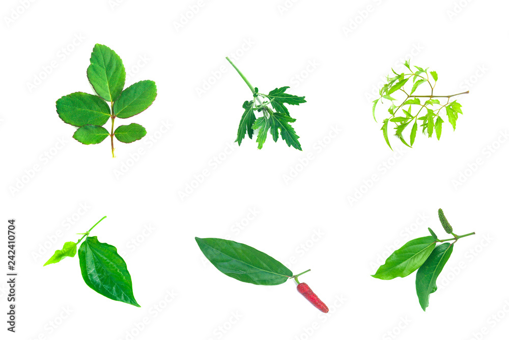 Many kinds green leaves in tropical isolated on the white background. Many kinds green leaves in tropical isolated on the white background.