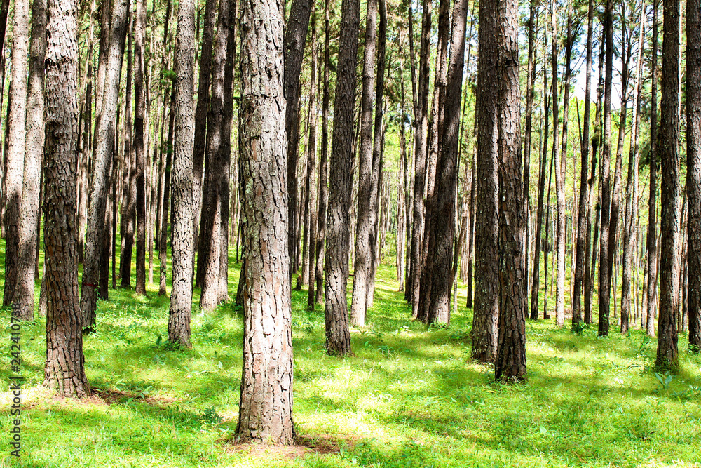 Fototapeta premium Many pines planted on green grass.