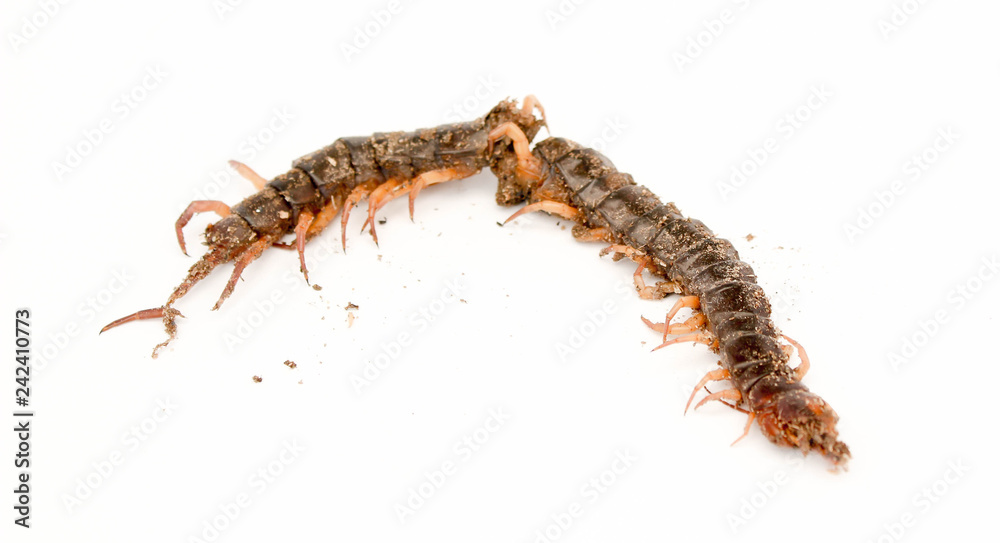 Fototapeta premium Centipede dead isolated on white background. Poisonous animals concept.