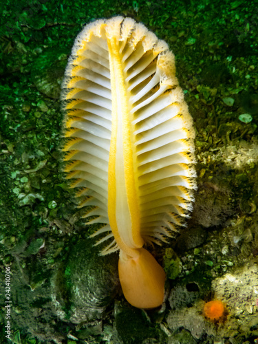 Orange Sea Pen  (Ptilosarcus gurneyi) photographed in the cold waters of southern British Columbia.