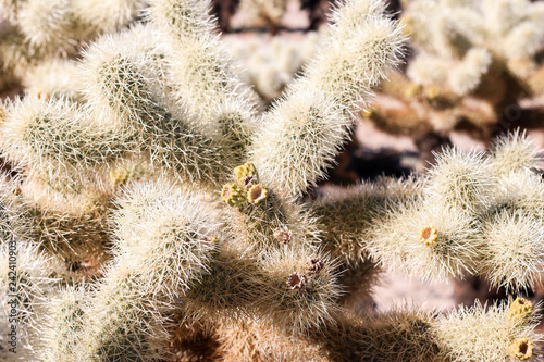 joshua tree in winter