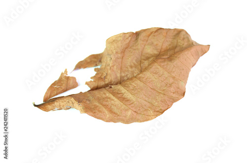 Leaves dry, torn brown, placed on a white background.