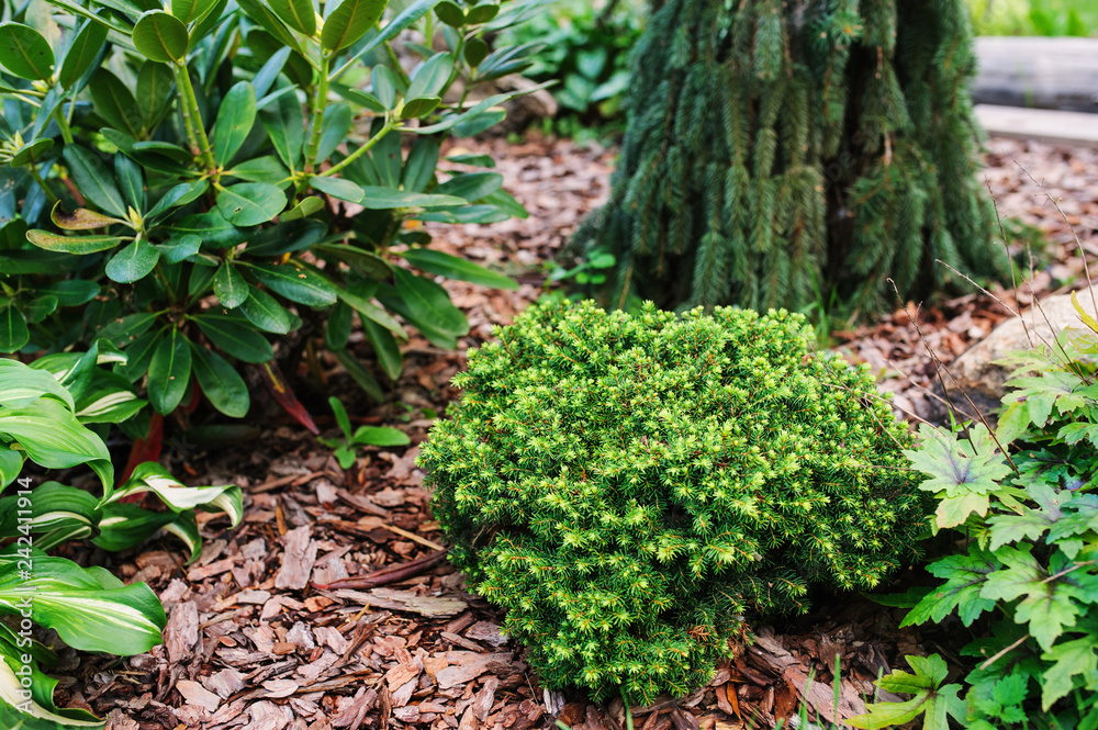 Picea abies Picea abies