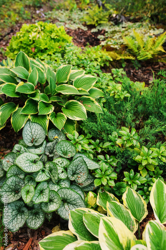 Fotografie Brunnera Jack Frost planted together with hostas in shady garden