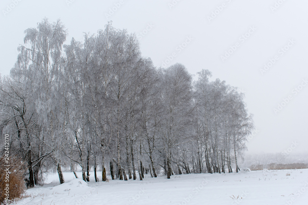 Winter landscape. Trees are covered with frost. Winter landscape. Trees are covered with frost.