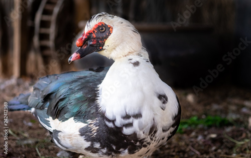 Close up of Muscovy Duck. The Muscovy duck  Cairina moschata  is a large duck native to Mexico  Central  and South America