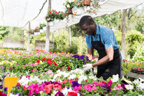 Man florist working in greenhouse