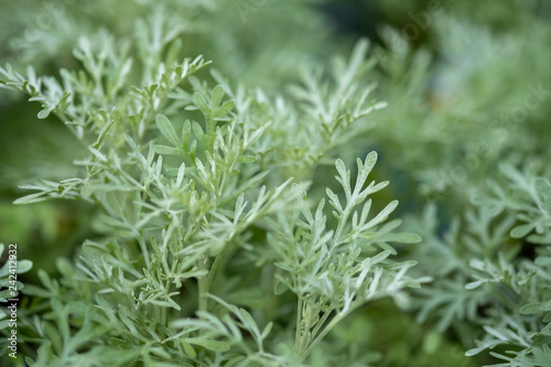 A macro shot of the Wormwood (Artemisia absinthium) herbs grown at greenhouse