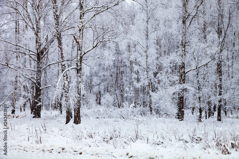 Fototapeta premium Beautiful birch forest after a snowfall.