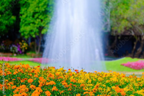 Flower garden, winter flower in Thailand, beautiful flower, straw flower. Tulip.