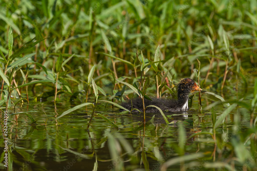 Common coot