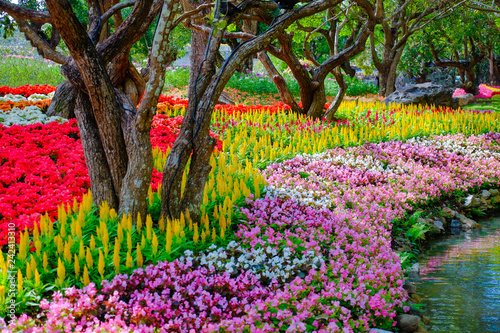 Fototapeta Naklejka Na Ścianę i Meble -  Flower garden, winter flower in Thailand, beautiful flower, straw flower. Tulip.