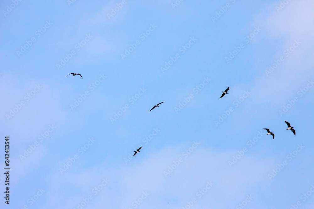 Flock of Galapagos Blue Footed (Blue-Footed) Boobies flying over ocean water hunting fish in Saudi Arabia jeddah. 