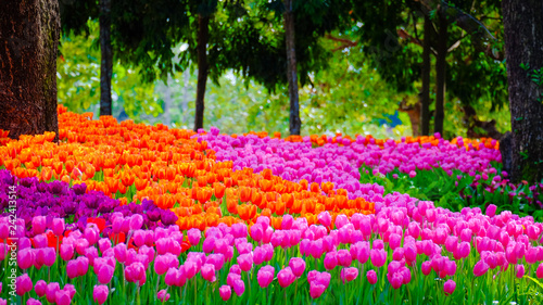 Flower garden, winter flower in Thailand, beautiful flower, straw flower. Tulip.