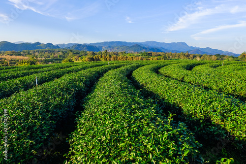 Tea plantations in Chiang Rai  Thailand