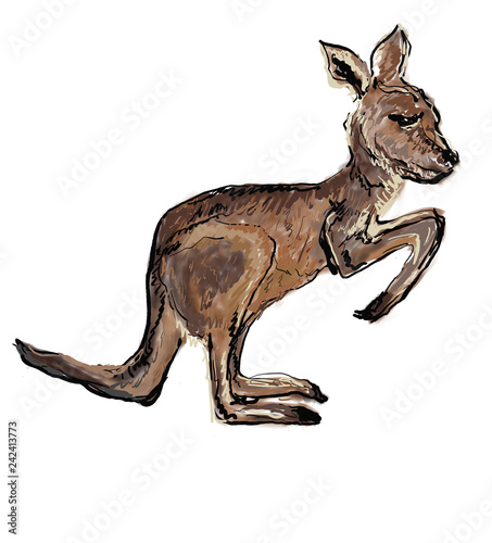 kangaroo hand drawn illustration art design