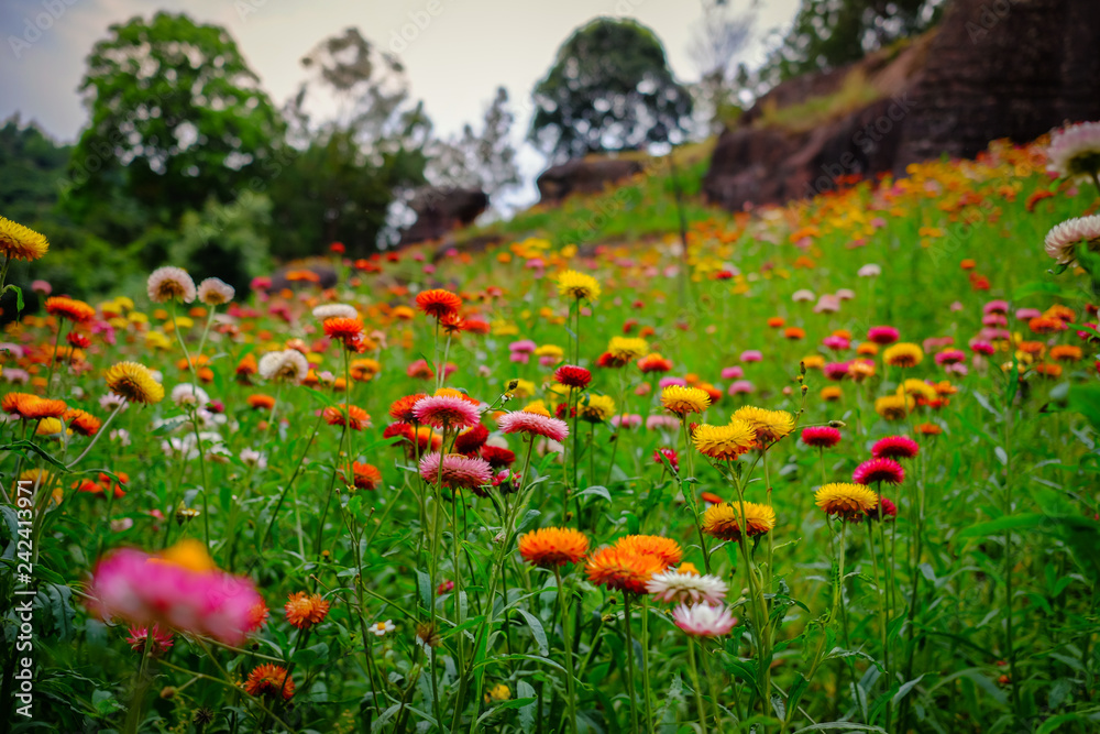 Flower garden, winter flower in Thailand, beautiful flower, straw flower. Tulip. Flower garden, winter flower in Thailand, beautiful flower, straw flower. Tulip.