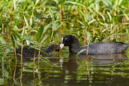 Common coot