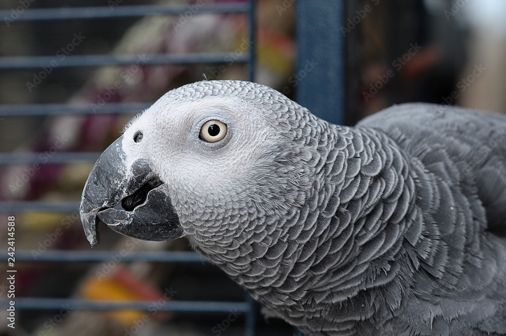 Obraz premium A grey parrot