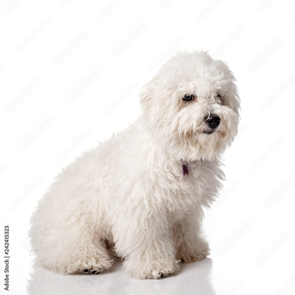 Bichon Frise puppy. Overgrown, not trimmed, without grooming. Bichon is isolated on a white background. White shaggy dog Bichon Frise puppy. Overgrown, not trimmed, without grooming. Bichon is isolated on a white background. White shaggy dog